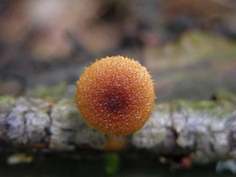 Eccoli i funghi.......